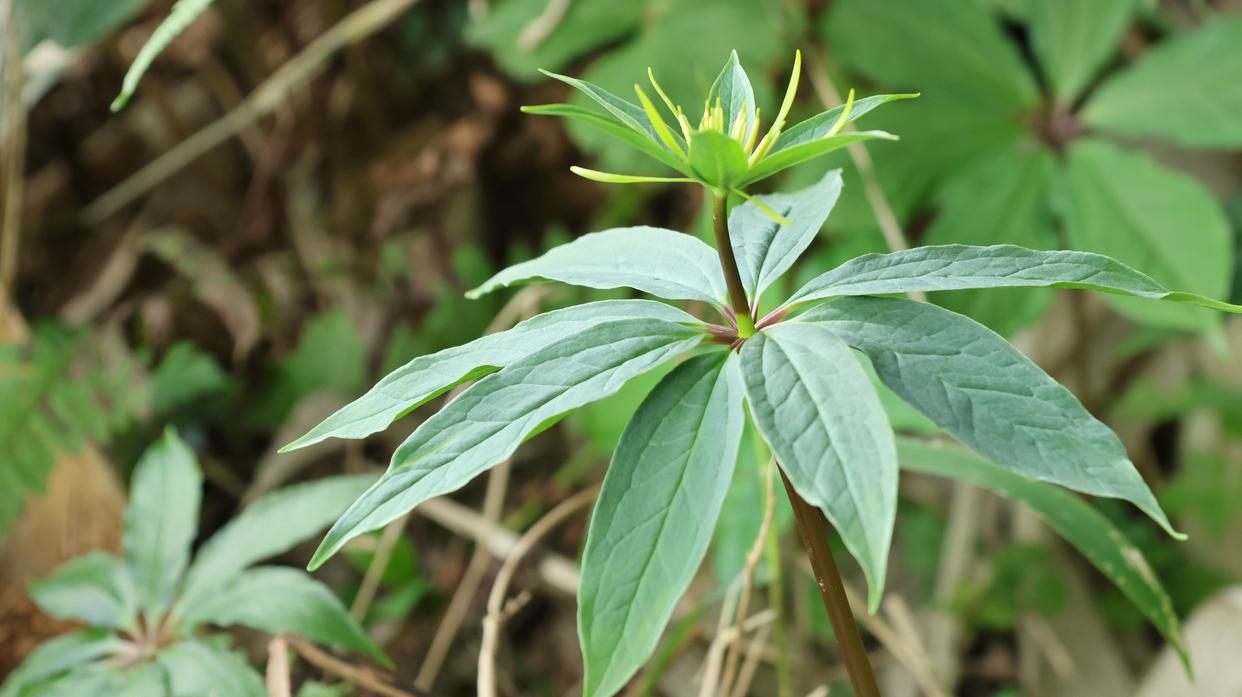 有七叶一枝花的地方就有毒蛇吗,七叶一枝花搭配什么草药治疗毒蛇