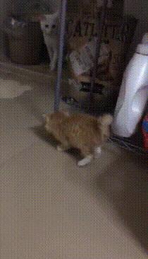 哪种猫招财好养活,哪种猫最招财又好养