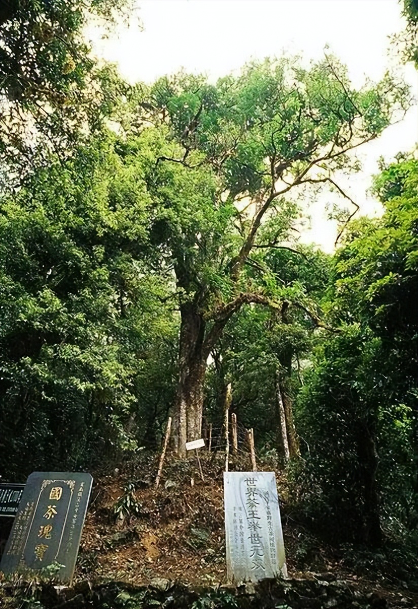中国茶叶最老的茶树,世界最老茶树的茶多少钱一斤