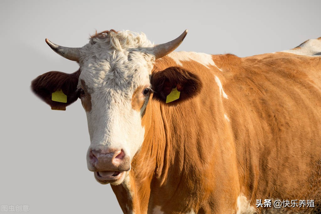 牛的弱点在头部吗,牛的弱点在哪里