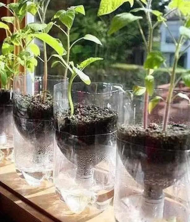 你给花草安的“家”舒心吗？