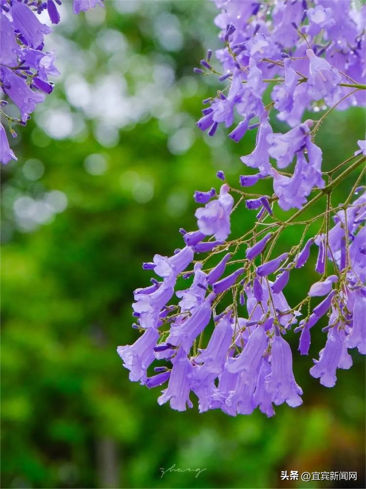 泸州蓝花楹打卡地,蓝花楹打卡点照片