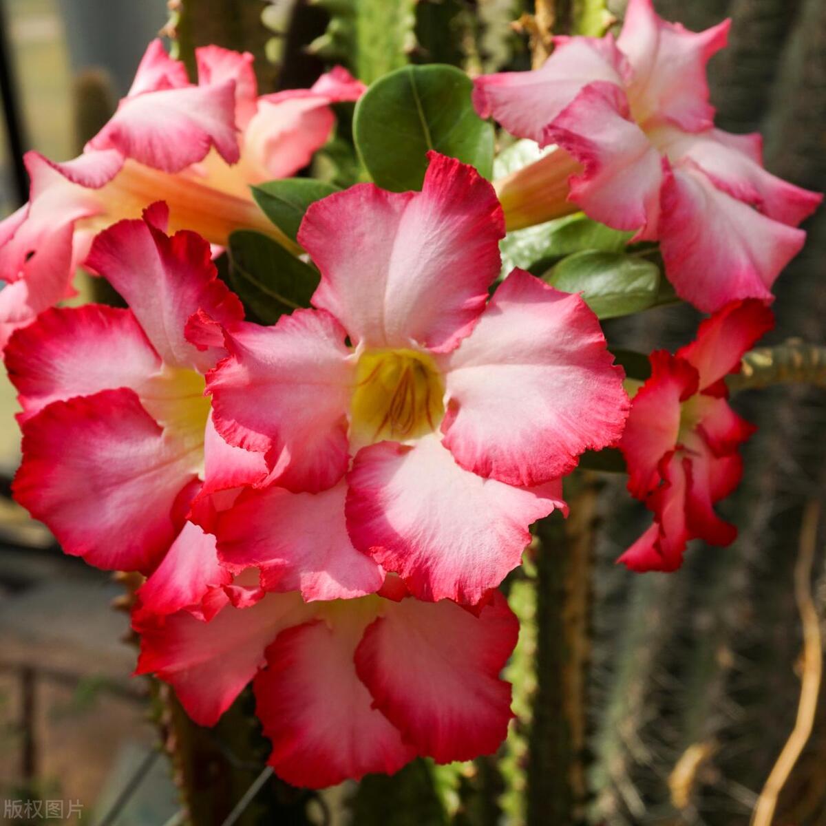 如何养沙漠玫瑰才能爆盆,沙漠玫瑰盆栽怎么养才能经常开花