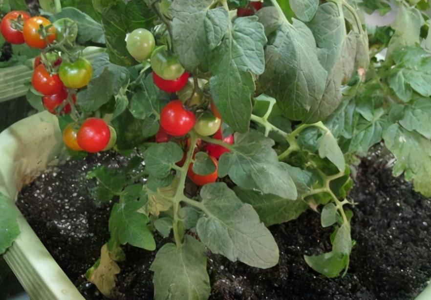 12月家里供暖足，搁阳台养西红柿，埋点肥冬天猛窜个，呼呼结果