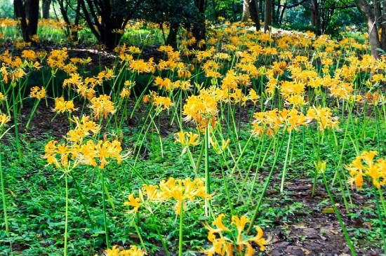 类似彼岸花的植物图片,形似彼岸花