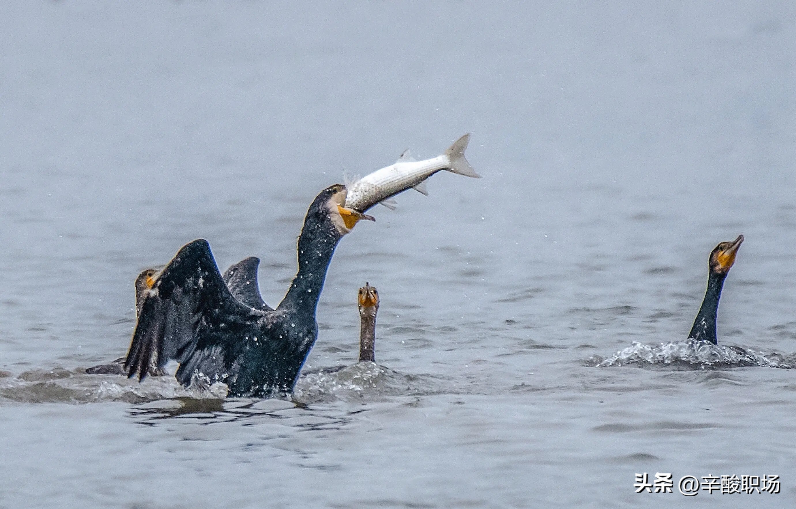 如果你掉进一个坑里头你会怎么办,如果你掉进了陷阱里会发生什么