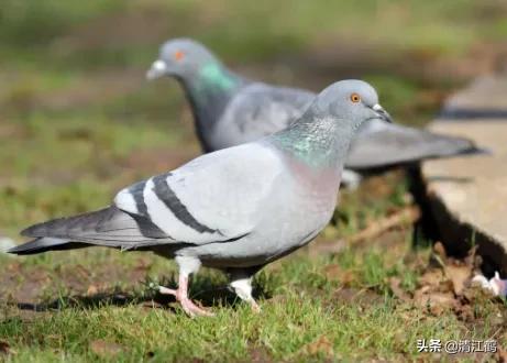 鸽子站在地上怎么去识别它是公鸽还是母鸽？5个部位不同决定性别