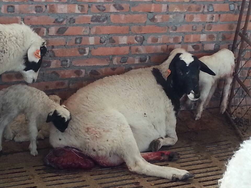 羊出现了子宫脱落还有救吗,羊掉胎的最佳治疗方法