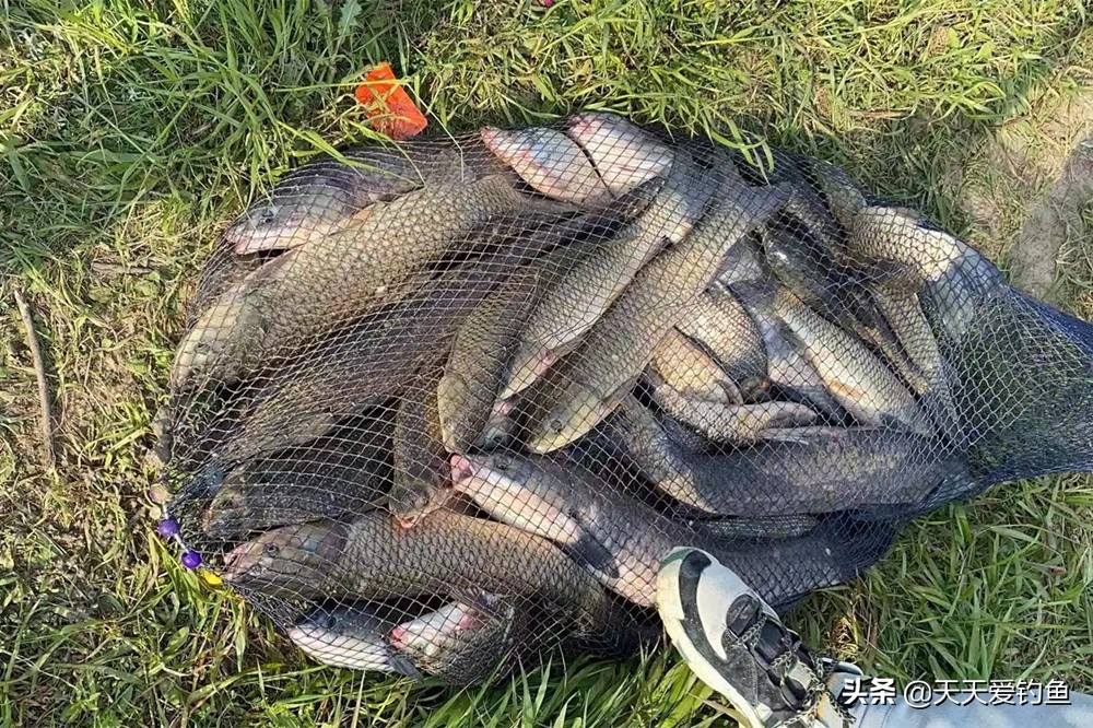 夏天野钓找鱼窝最佳方法,野钓该怎么找鱼窝最好