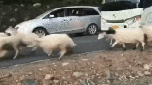 动图搞笑,搞笑动图平时笑不出来却忍不住