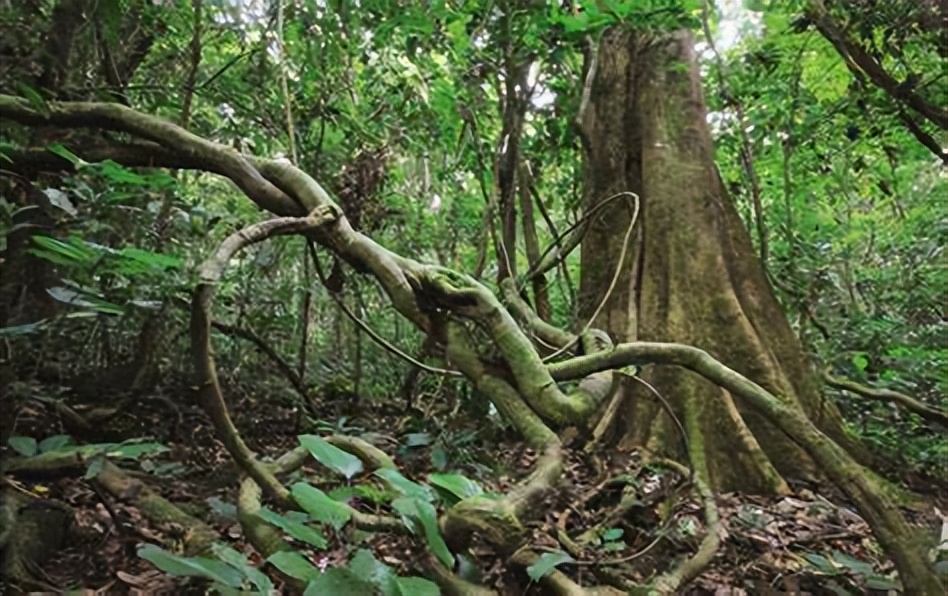 新疆姑娘回家被狼群包围,新疆姑娘遇到狼群