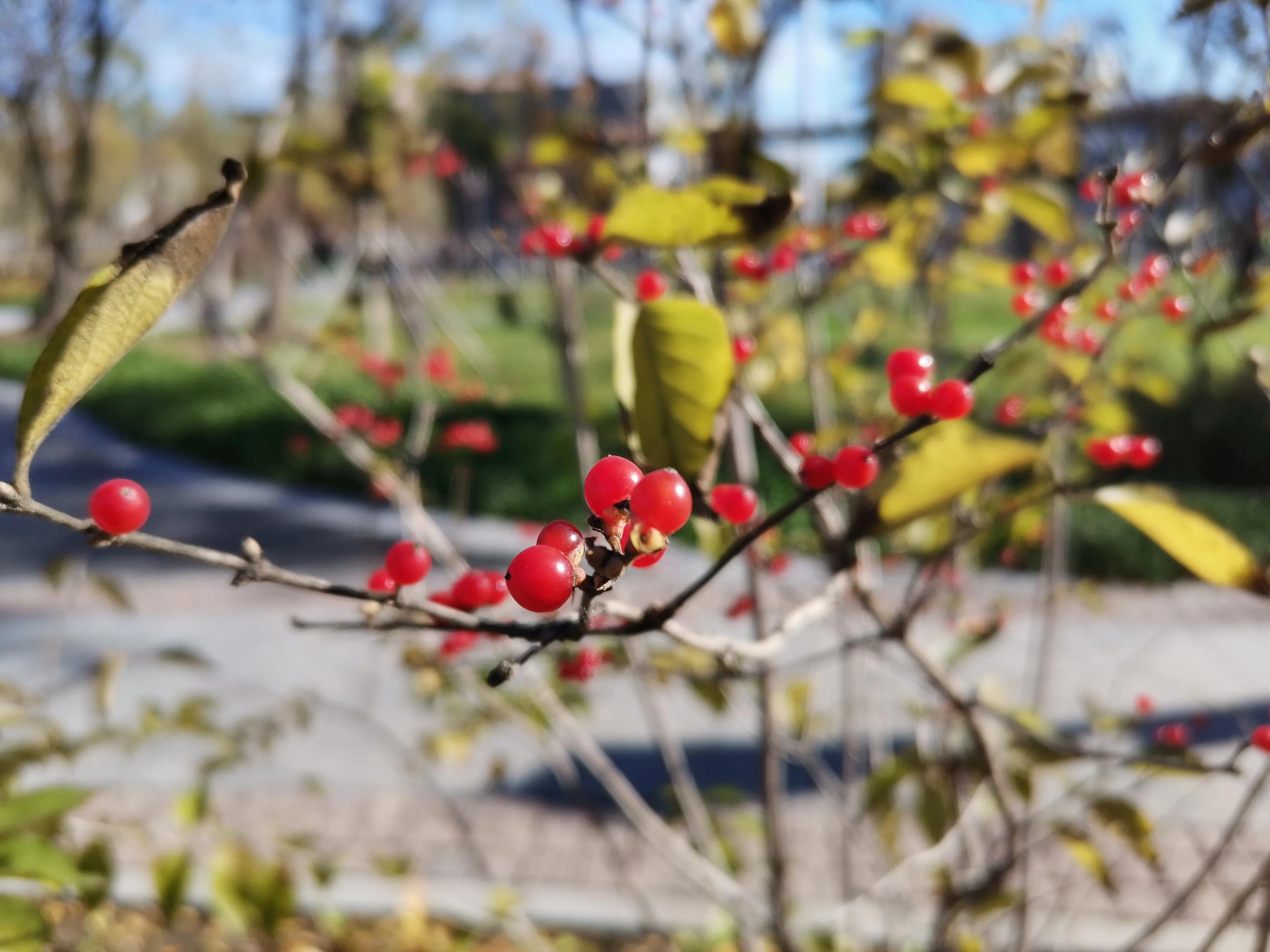 天津冬天适合漫步的公园,天津公园赏秋游玩攻略