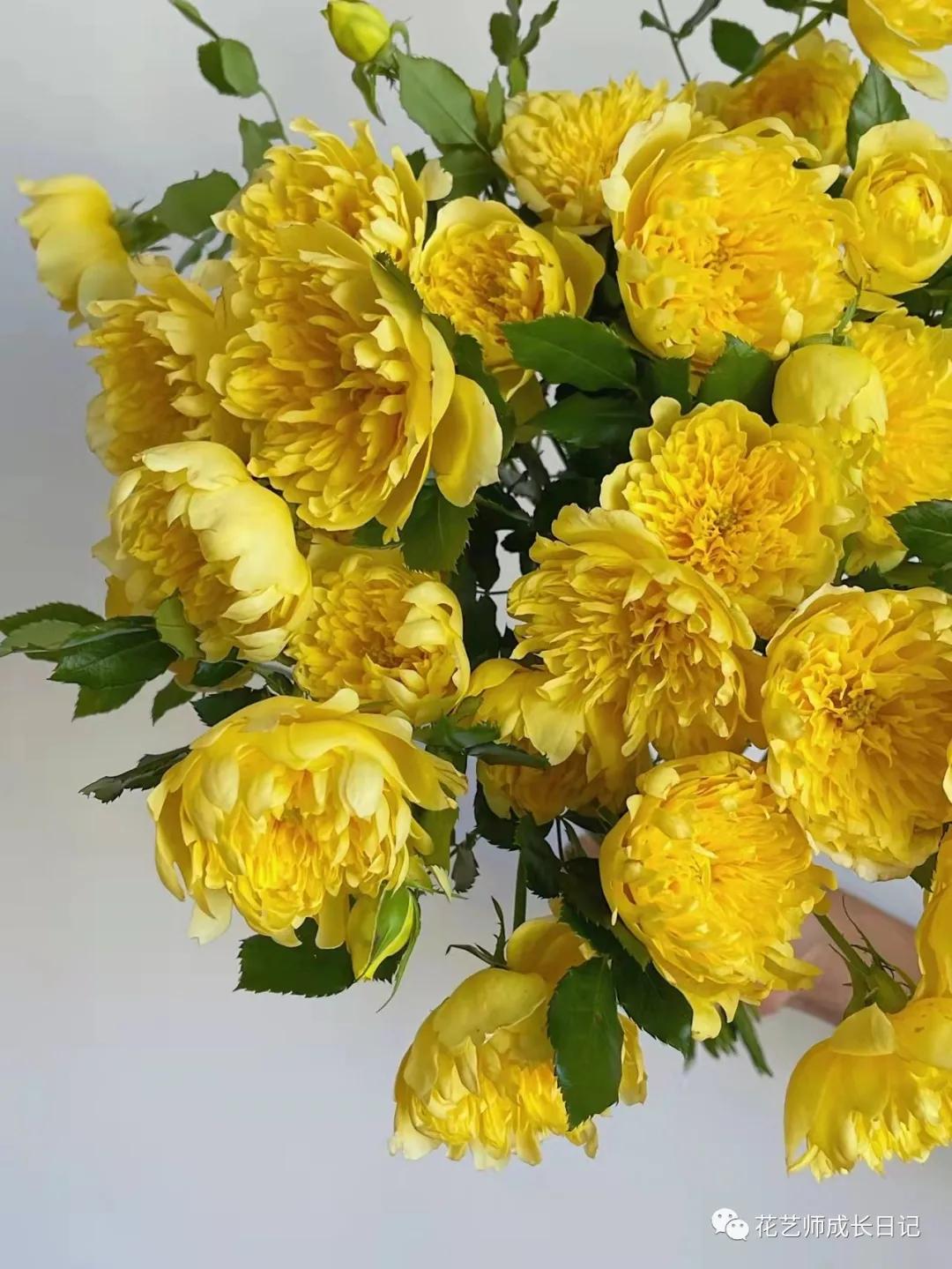 100朵玫瑰vol.50|烟花波浪玫瑰，菊里菊气，花开如烟火