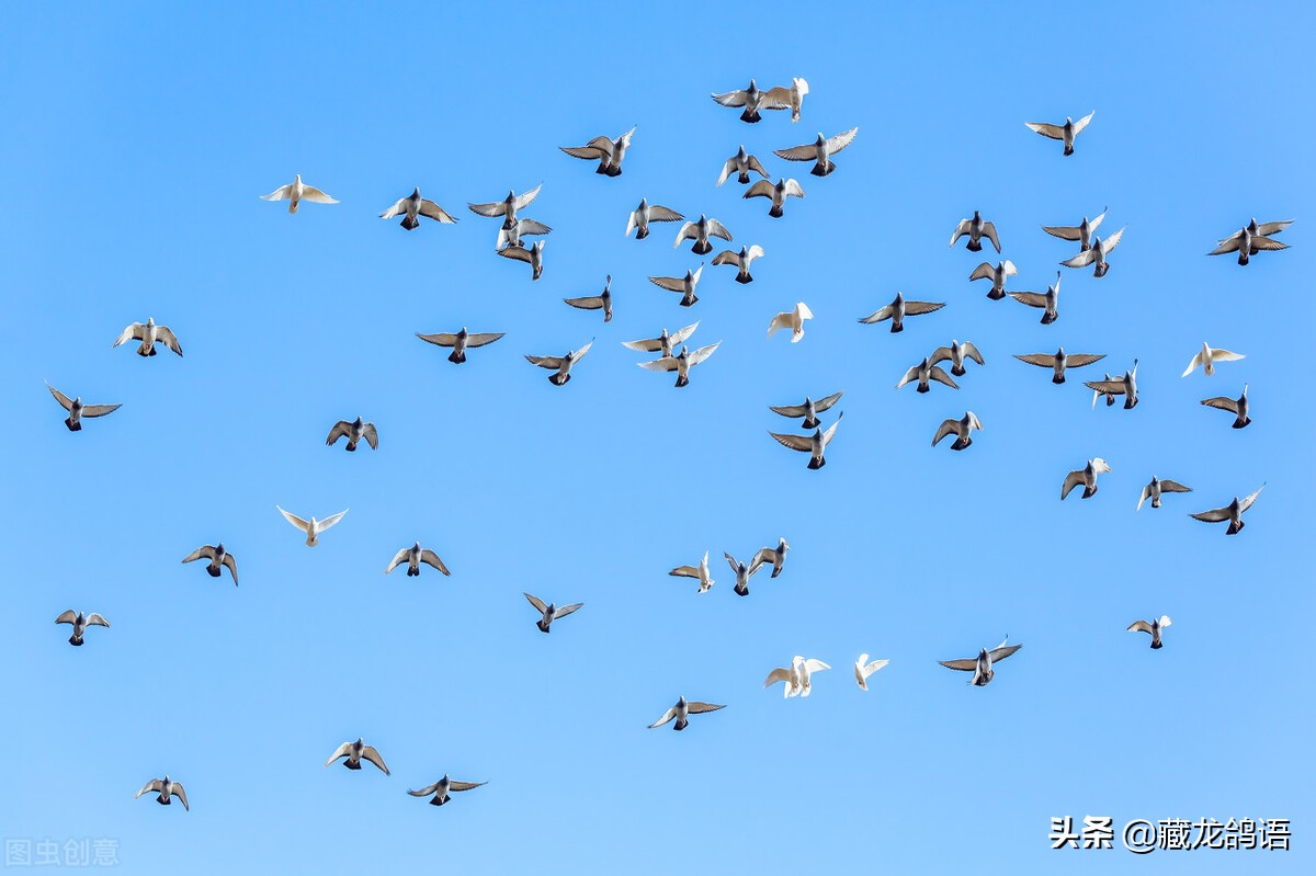 著名养鸽家赛鸽特征,信鸽名家驯养大全视频