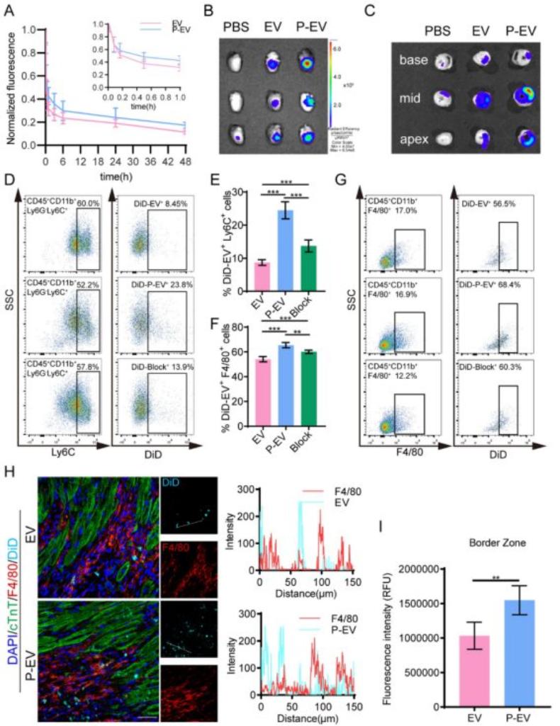 葛均波院士/钱菊英教授团队修饰外泌体,实现心脏修复的靶向治疗