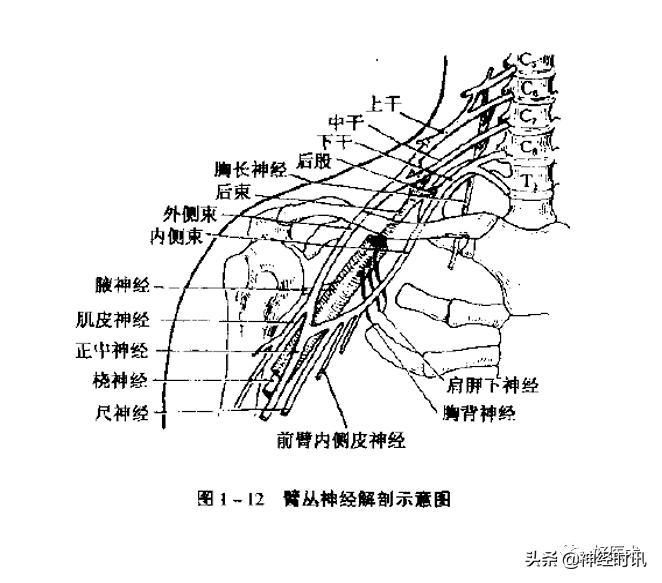 神经系统体表定位标准「基础干货分享」
