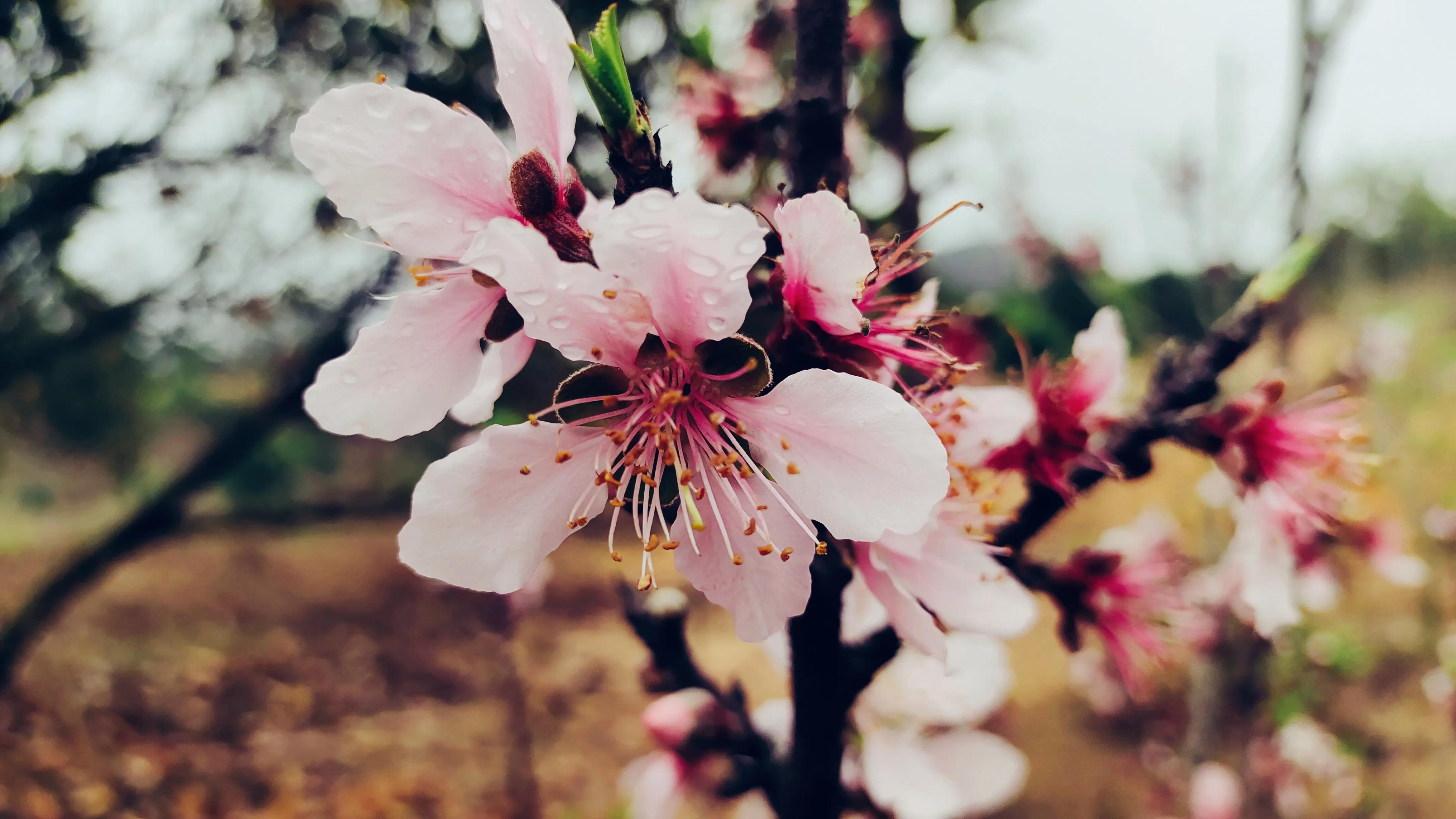 桃花古诗词歌曲,桃花古诗词最出名