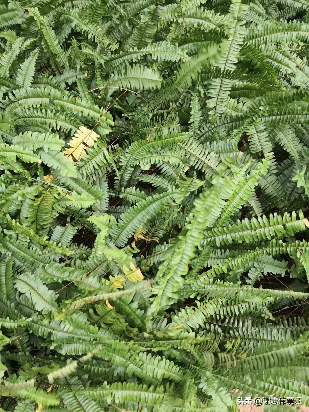 海南风情区,海南风情