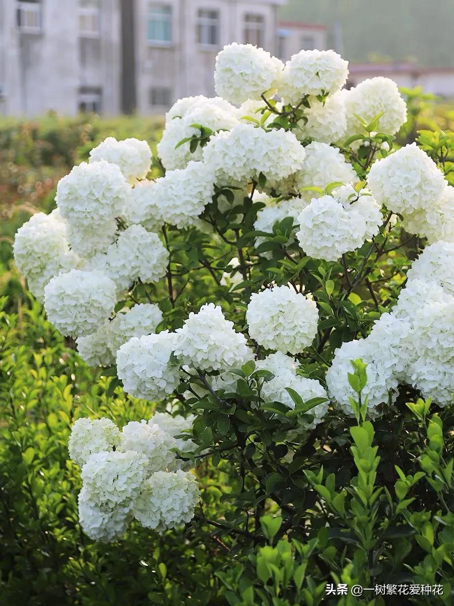 绣球花和球兰花,哪个品种的绣球花球大