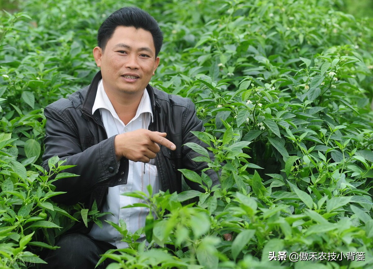 辣椒如何施肥才能更高产?建议农民注意这几点