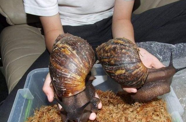 非洲大蜗牛入侵美国，每年可产5窝，花费数百万美元没法治理