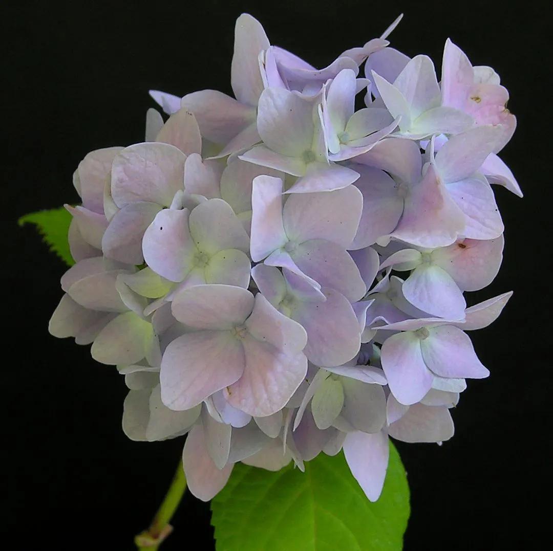 开眼界了!五大突出特征让这种“球花”魔力无限,人见人爱