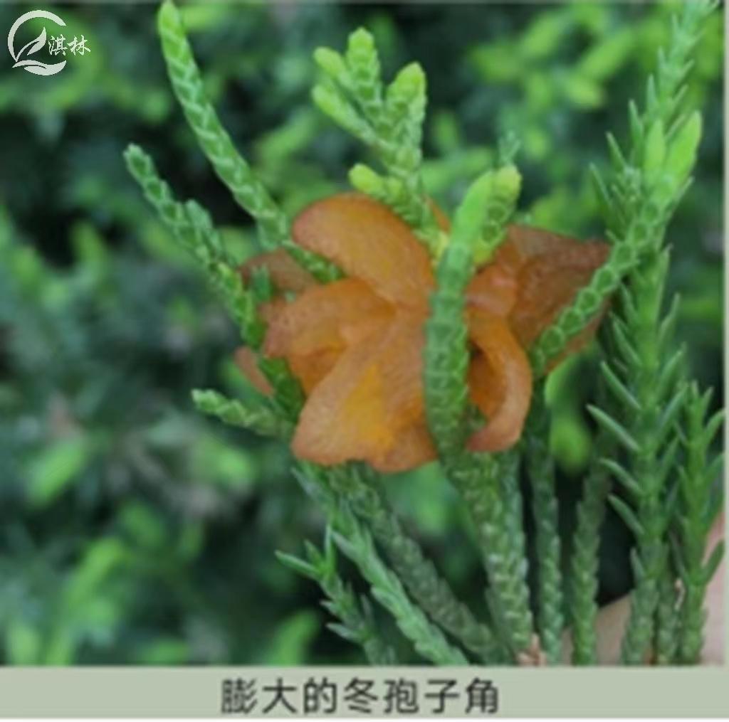 梨锈病用什么农药防治效果好,梨树得了梨锈病防治最佳方法