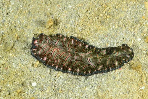 盘点目前地球存在的10种不死生物,地球上十大杀不死的生物