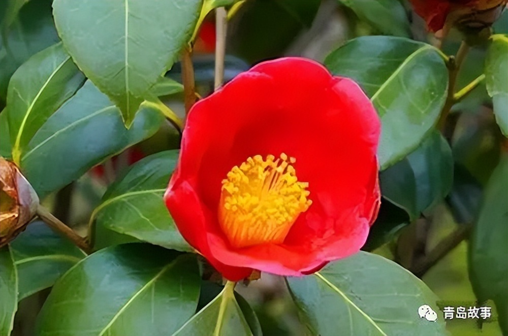 青岛市花之王,青岛市市花文化底蕴