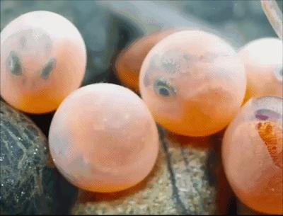 鱼卵水霉,鱼卵出现水霉病