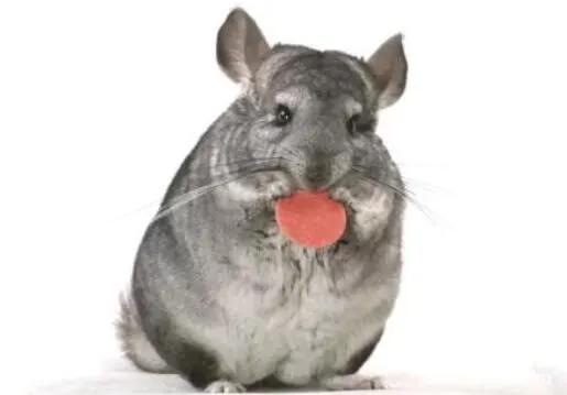 你以为的养龙猫vs实际上的养龙猫,龙猫究竟是不是猫豢养龙猫