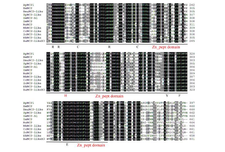 柞蚕肠道消化酶高表达ApMCP1基因的克隆