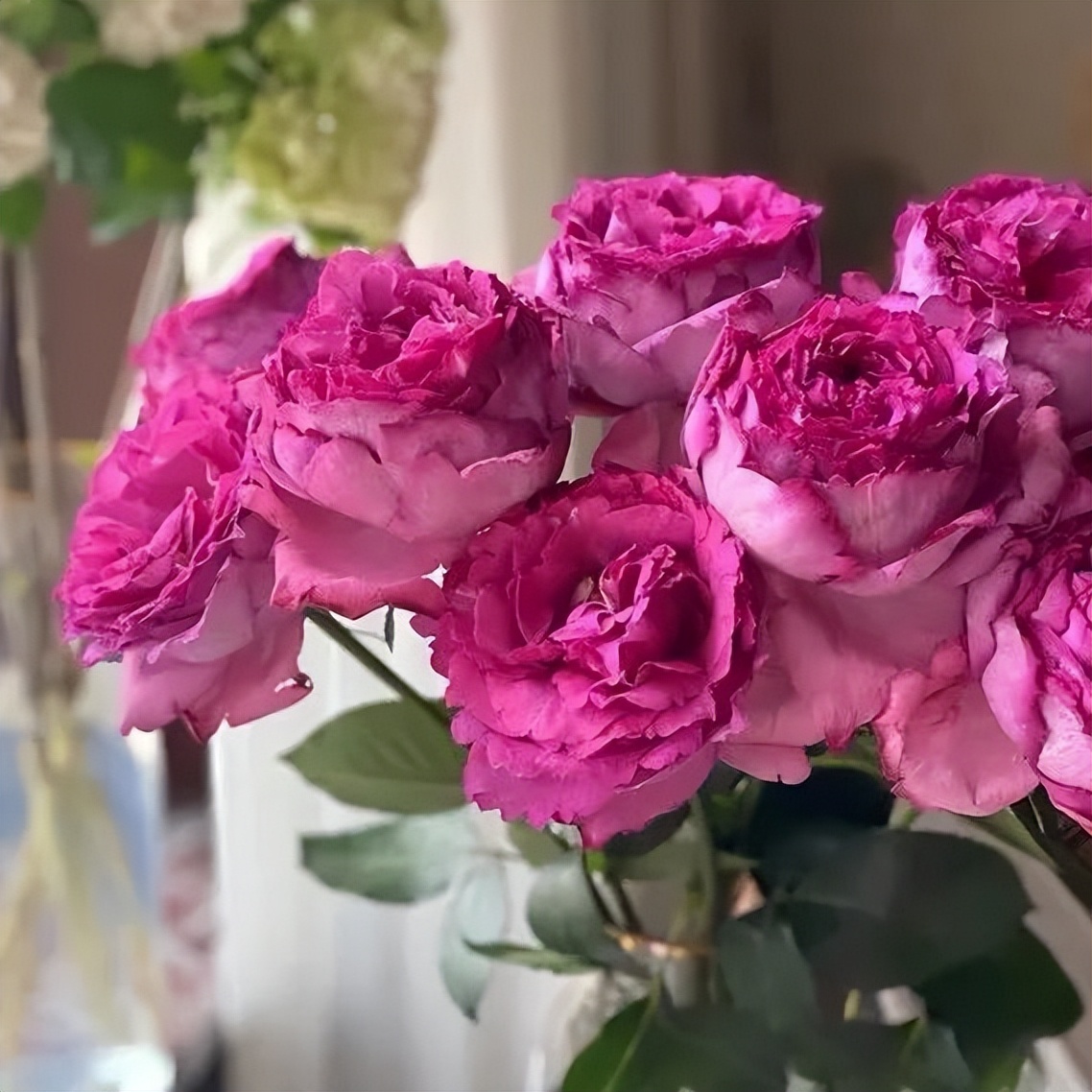 带美人尖的大红色月季,月季耐阴又香的品种