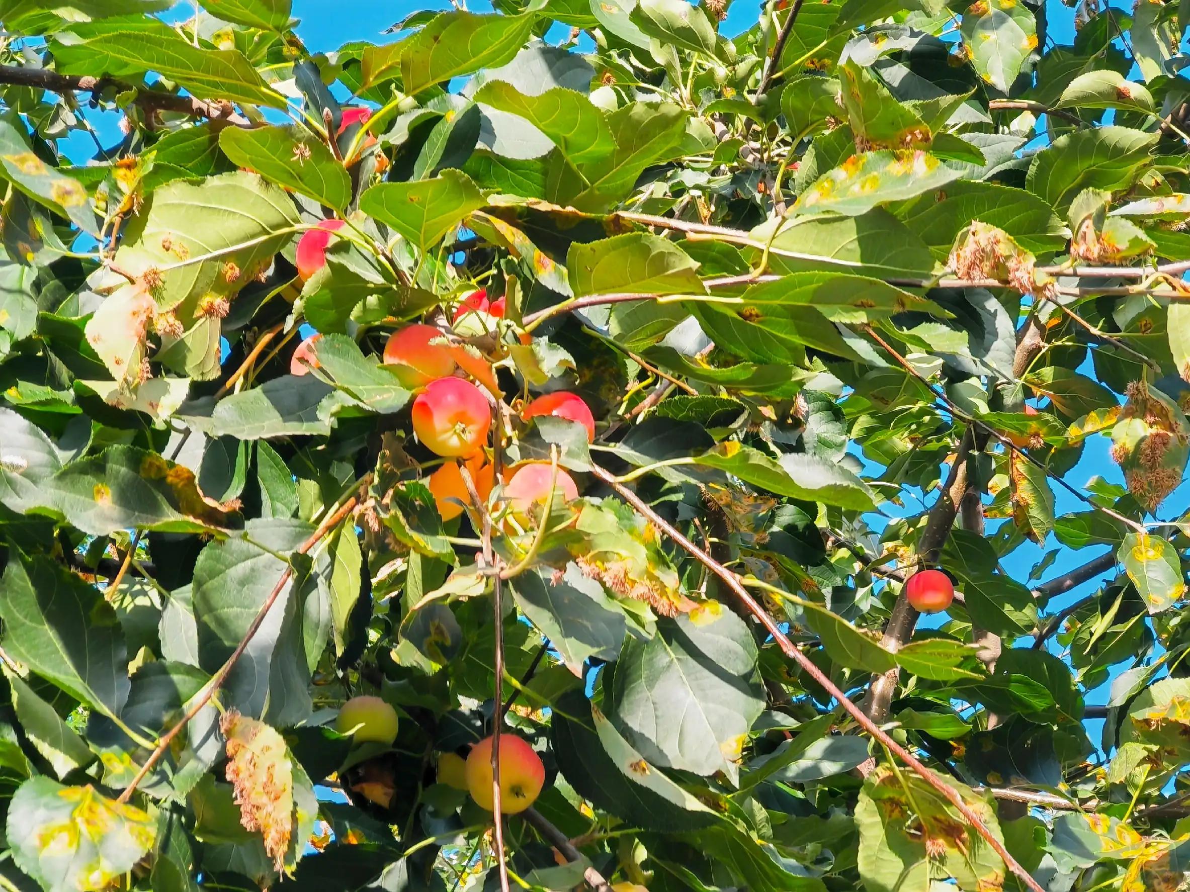 沙果——割不断的乡愁之五