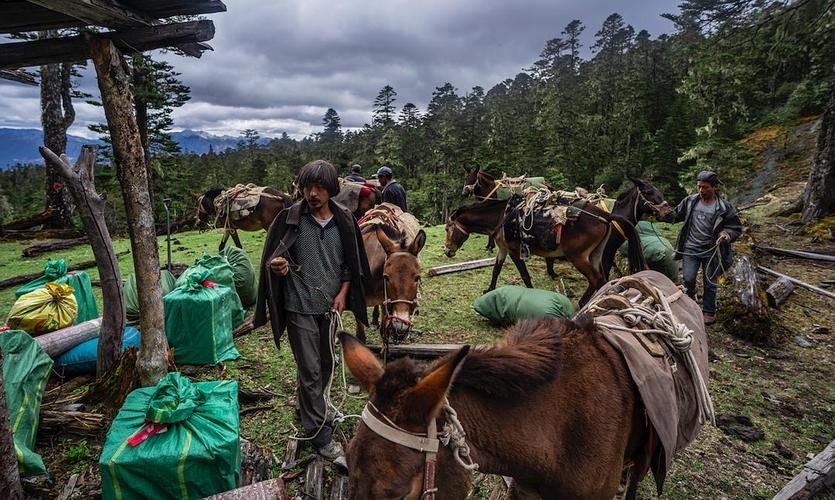 丽江旅行玉龙雪山视频,丽江云端旅游
