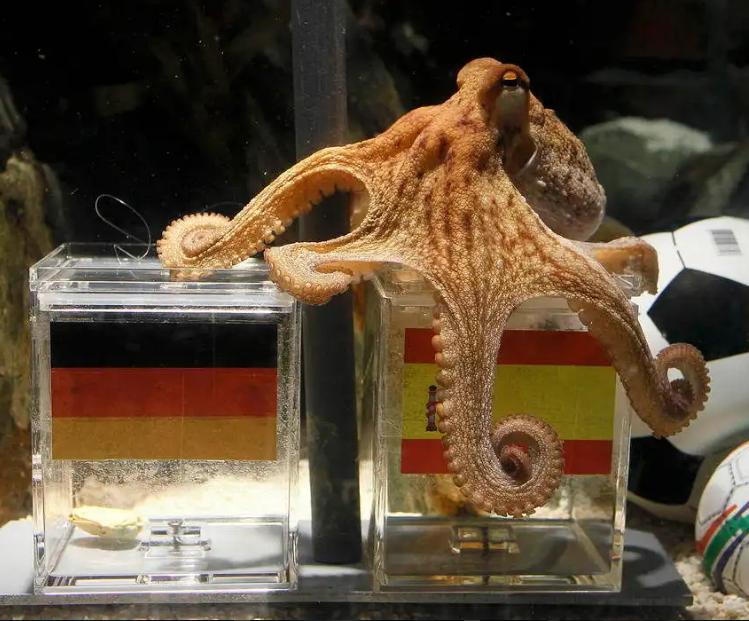 能预测世界杯，还拥有再生能力，章鱼真的不是外星生物吗？