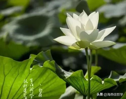 张信哲清风徐来演唱会,评价张信哲的乐评人是谁