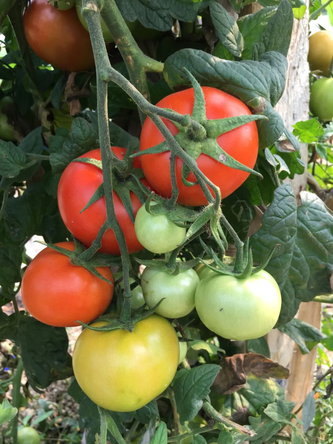 旭光车行雅迪电动车,旭光单车