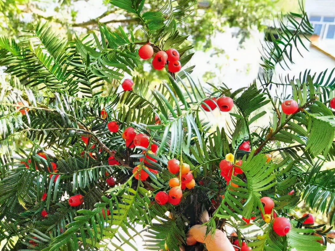 千年红豆杉被盗,40多棵树被人偷伐属于刑事案件吗