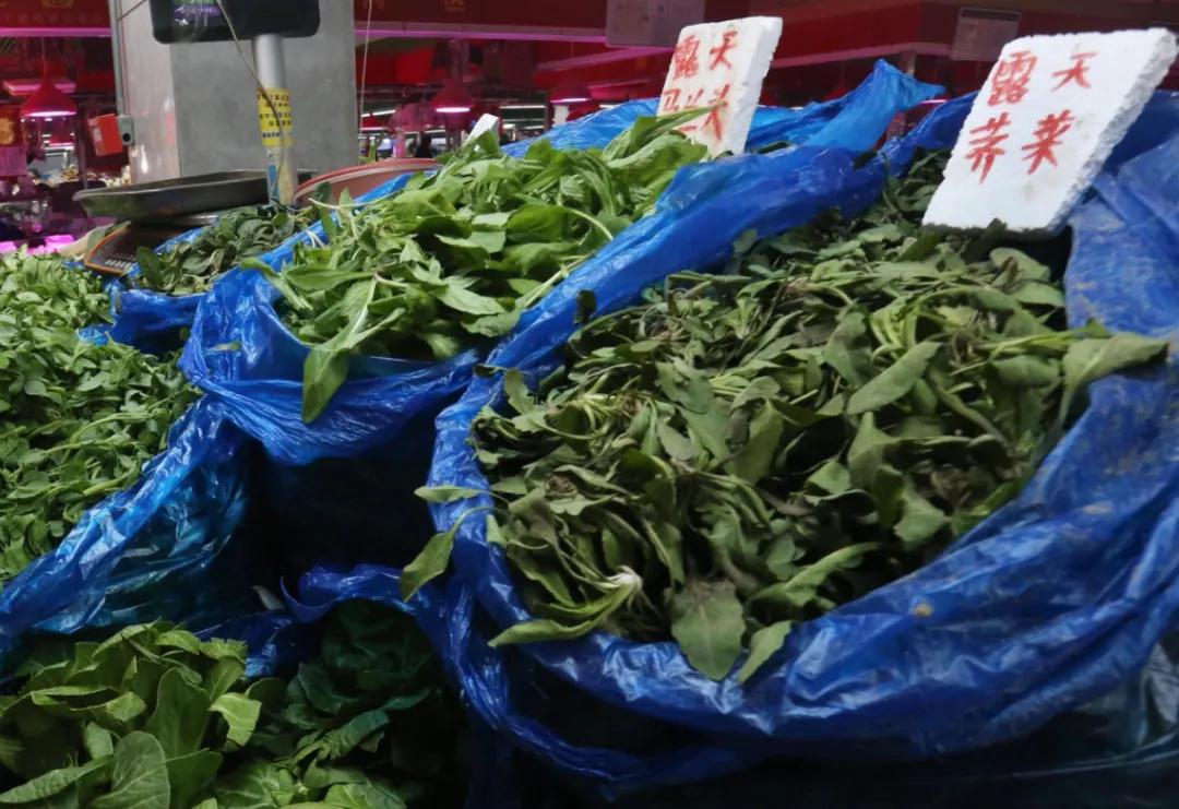 南京菊花脑是啥,南京的菊花脑是几月出来的