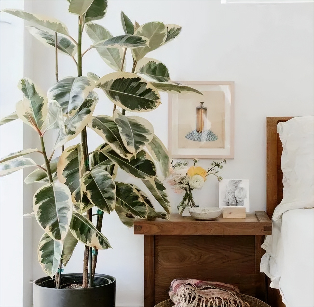 永生花保留方法有哪些种类,永生花怎么长期保持