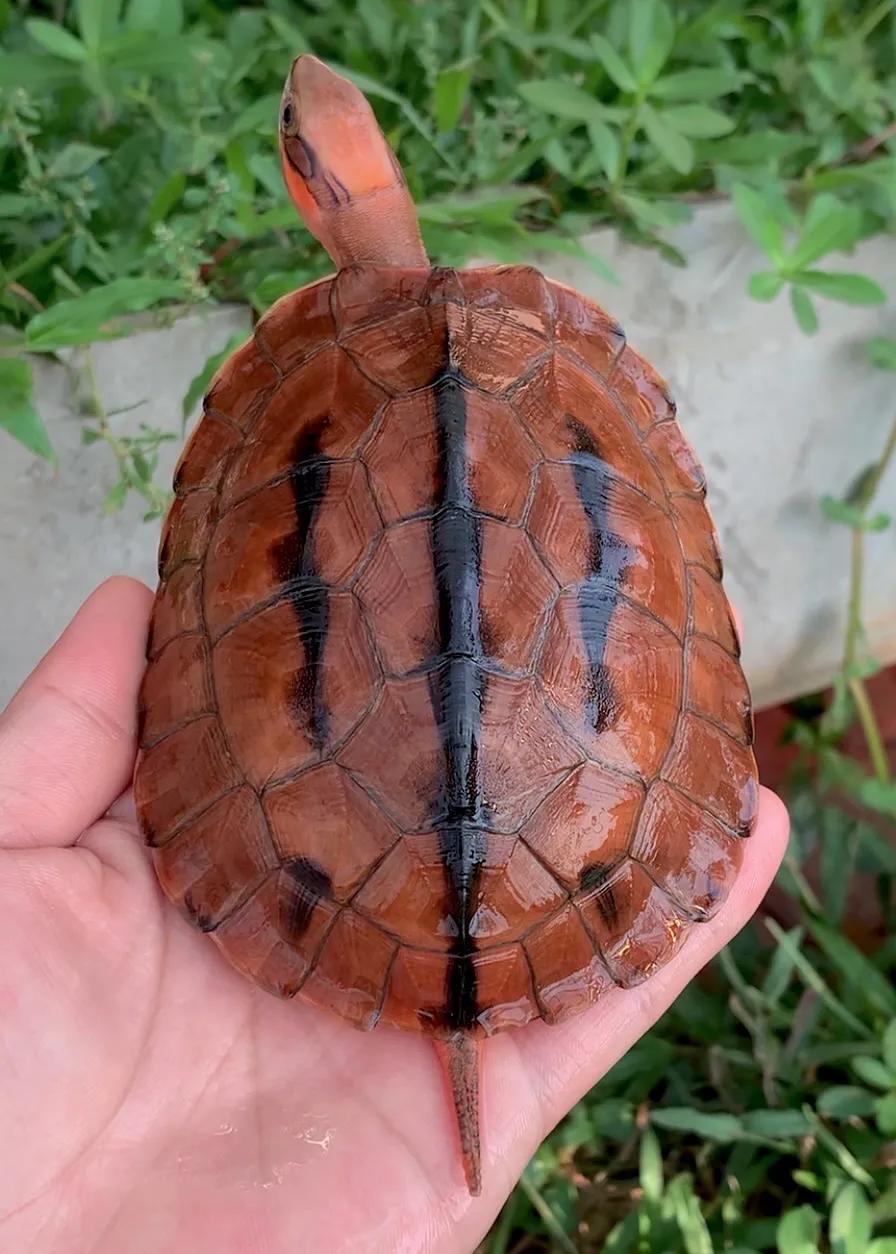 宠物金钱龟的饲养方法大全,李艺金钱龟养殖视频