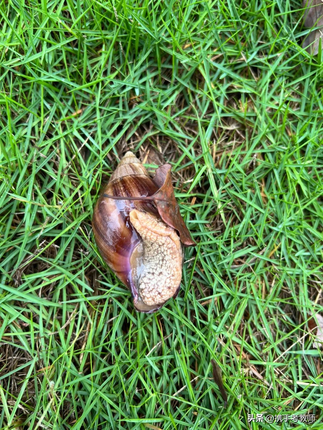 「长长见识」你了解非洲大蜗牛吗？