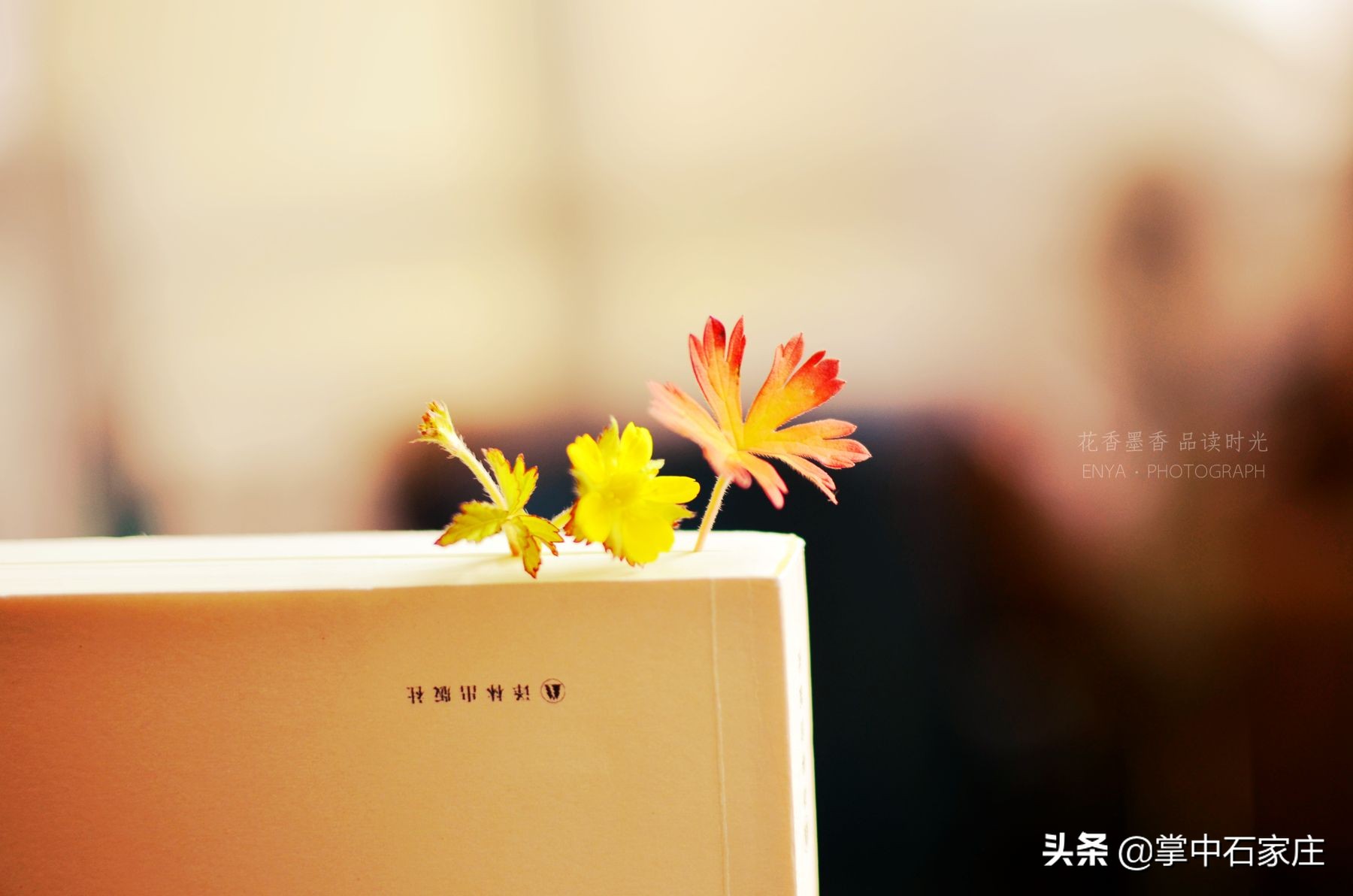 柔软的小草,羞涩的小草