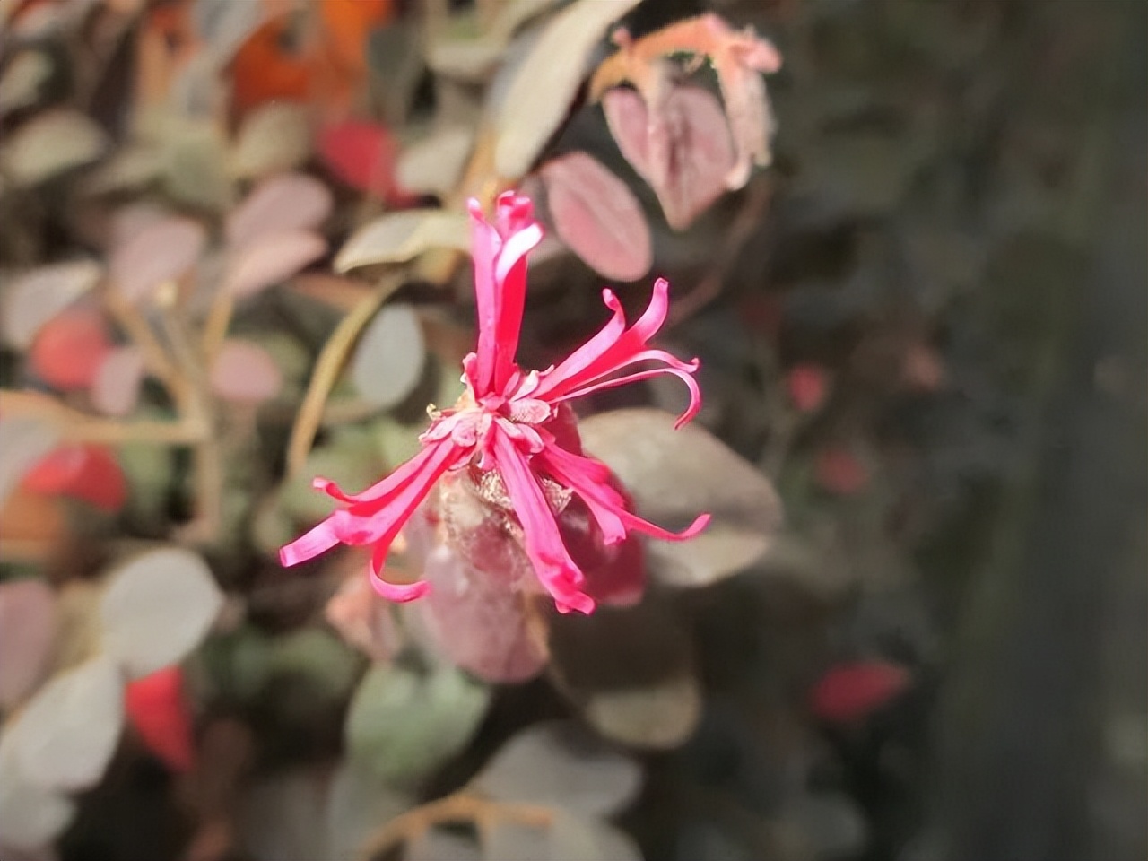 红花檵木的花图片,白花檵木花卉