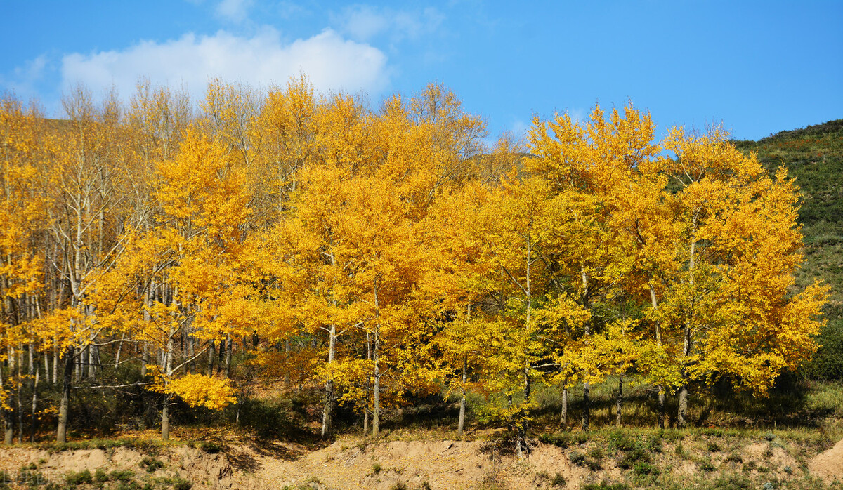 全民k歌年度盛典晚会图片,全民k歌颁奖典礼