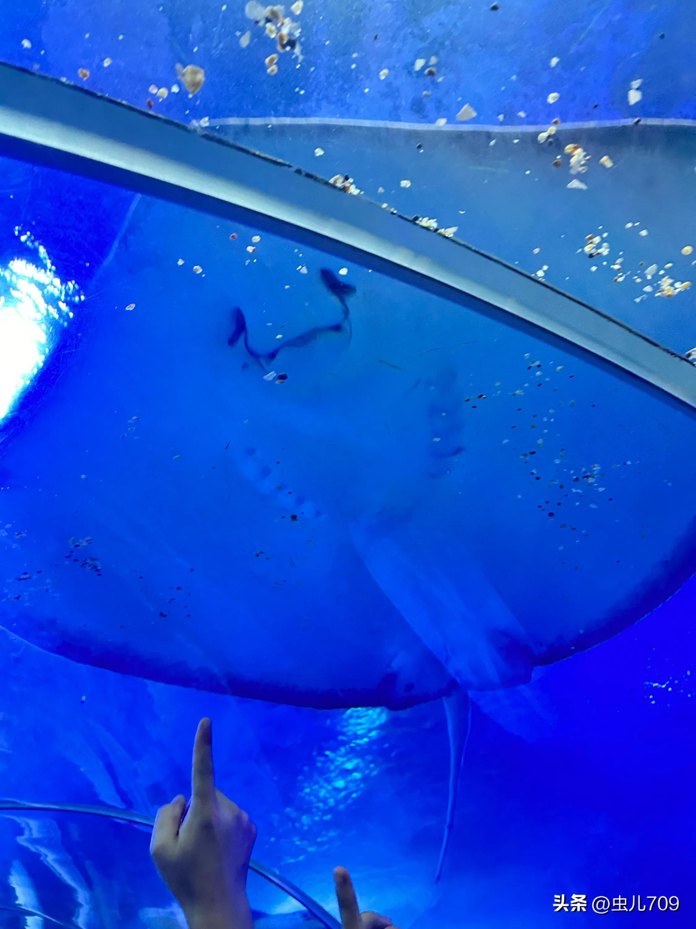 青岛海底世界视频,青岛海底世界和极地海洋世界