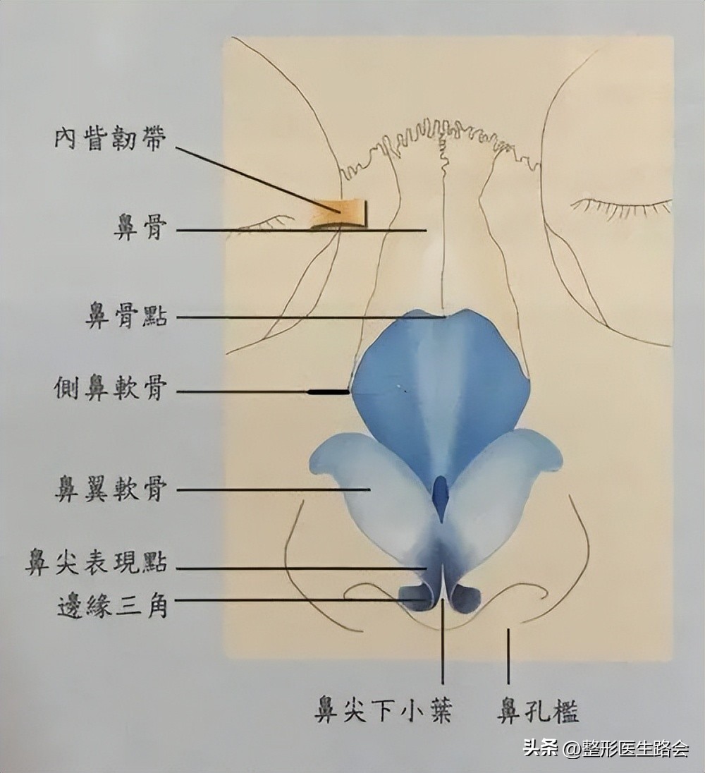 鼻部美学四个关键角度,鼻部美学标准图解