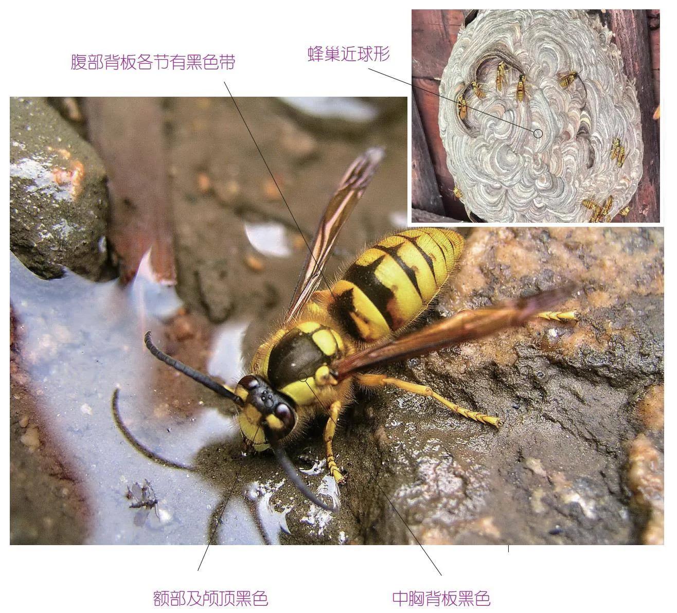 30种可以吃且美味的虫子图,33种昆虫图片大全