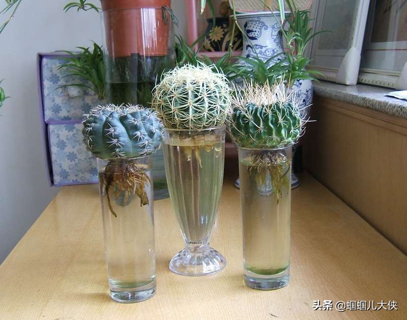 公认最好养的水培绿植,适合懒人养的水培绿植